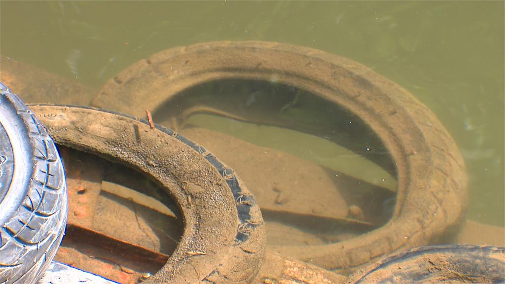 魚還在掙扎！女子碧潭放生朱文錦還po網　動保處直接開罰3萬