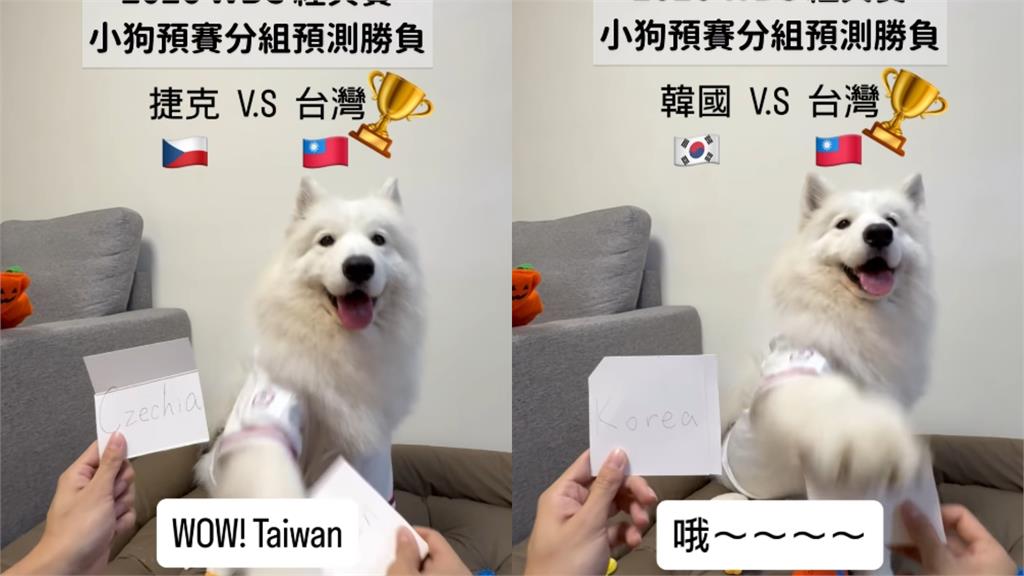 神犬薩摩耶「WBC全命中」獲總統級認證！蔡英文點名「玄學」親回11字