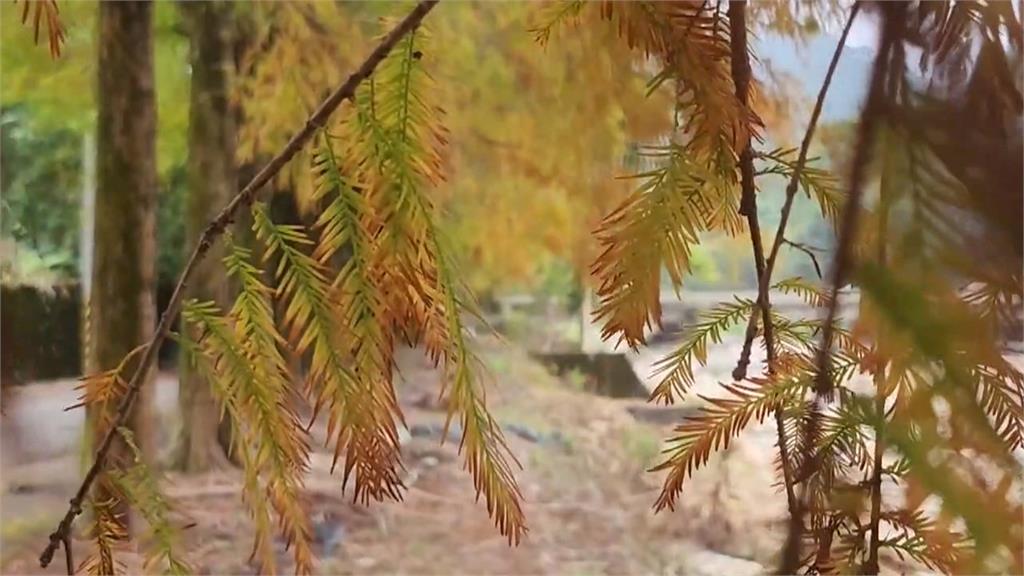 充滿異國情調！雲林落羽松冬季美景　兩處秘境吸賞景遊客