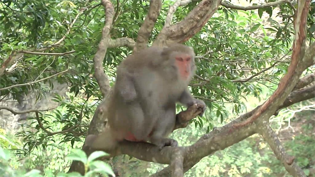 趕都來不及還帶回家養? 台東查獲多起私養獼猴案