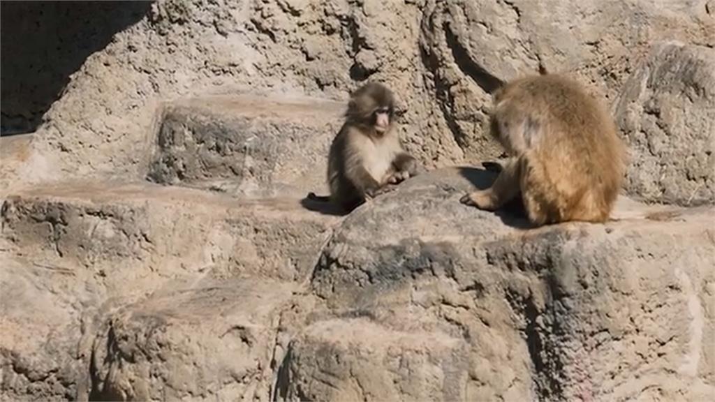 小獼猴「Panchi」明顯進步！　減少依賴玩偶　開始交朋友