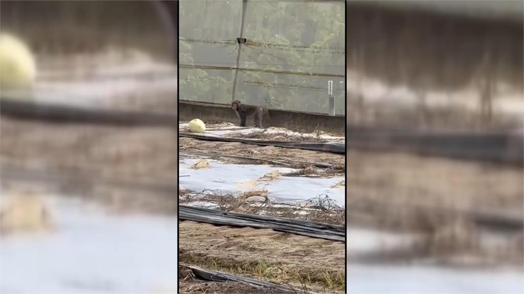 抓不到！獼猴出沒台南住宅區　一見麻醉槍就開溜