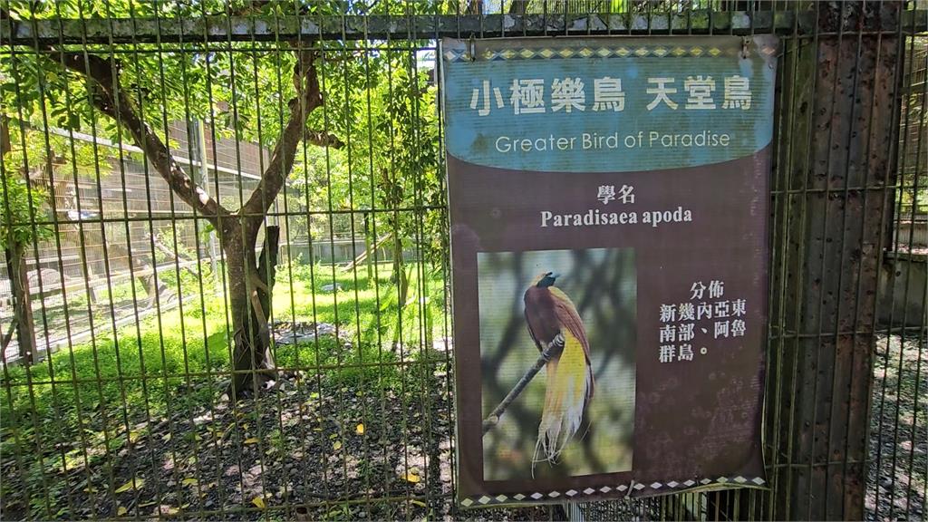 臉書違法兜售一級保育類「天堂鳥」標本 警扮買家面交逮母女檔