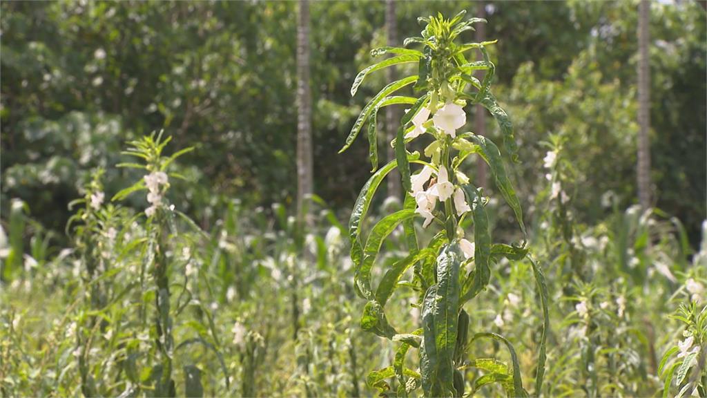 獨家/芝麻開花竟是白色?富味鄉陳昶宏闢謠:芝麻粉絕非榨油粕!