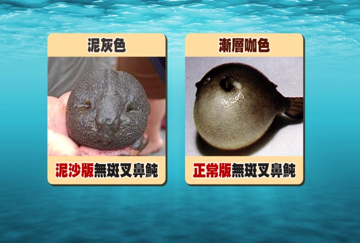 你是誰?激似「軟麻糬」小生物出沒 謎底揭曉「是這個」
