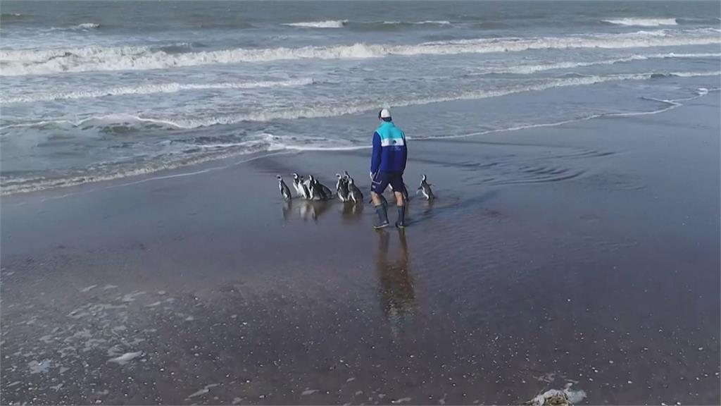 阿根廷動保中心陸續收救企鵝　15隻成功野放大海