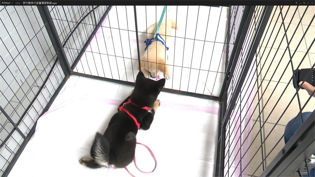 認養代替購買 新竹縣柴犬認養