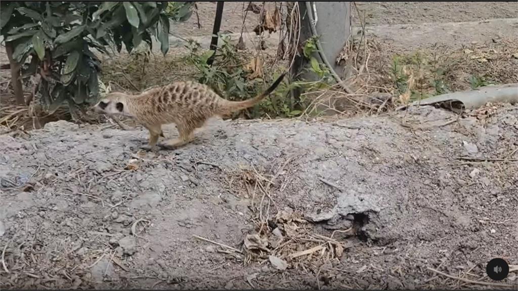 「狐獴家族」落單? 嘉義中正大學附近驚見狐獴