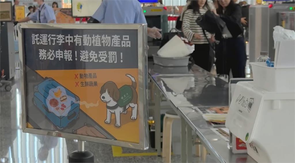 嚴防非洲豬瘟!入境所有手提行李都過X光機