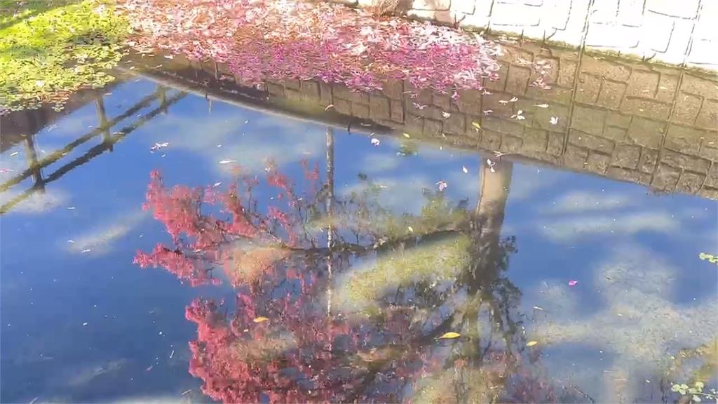 虎尾美人樹大綻放! 「綿延兩公里」遊客搶拍美照