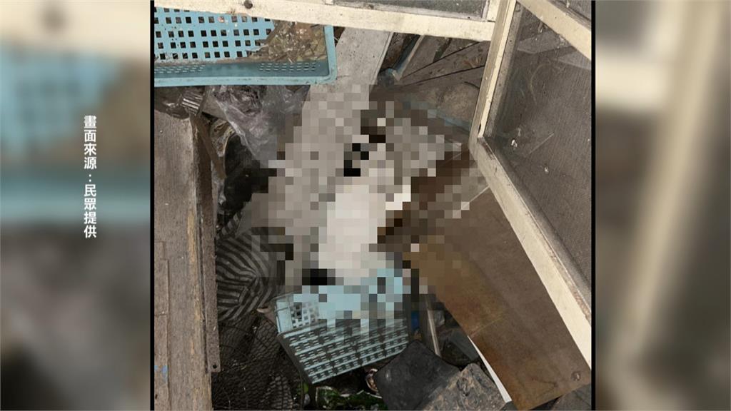 毒殺?新北板橋驚見浪貓口吐黑血死亡 地面出現不明粉末