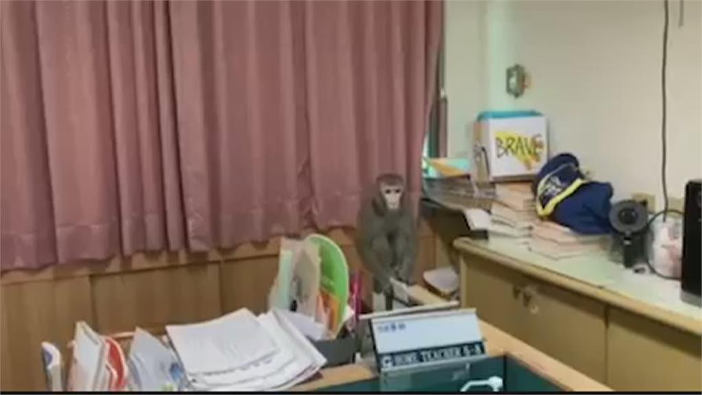 小獼猴闖英文辦公室學英文？　「齊天大聖」高校兩日遊