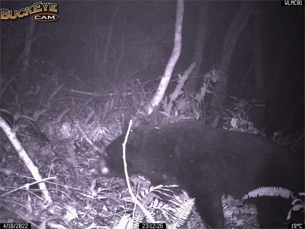 冬末春初「熊出沒」注意！半月已6起　玉山八通關又拍到台灣黑熊 