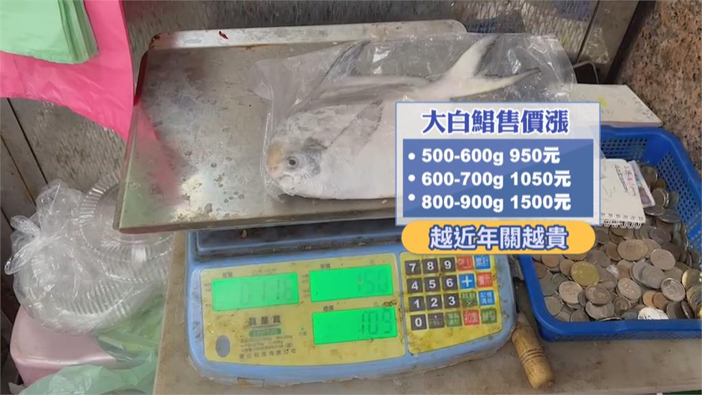 大白鯧價格飆破千元 基隆漁會推廣在地石斑、午仔魚