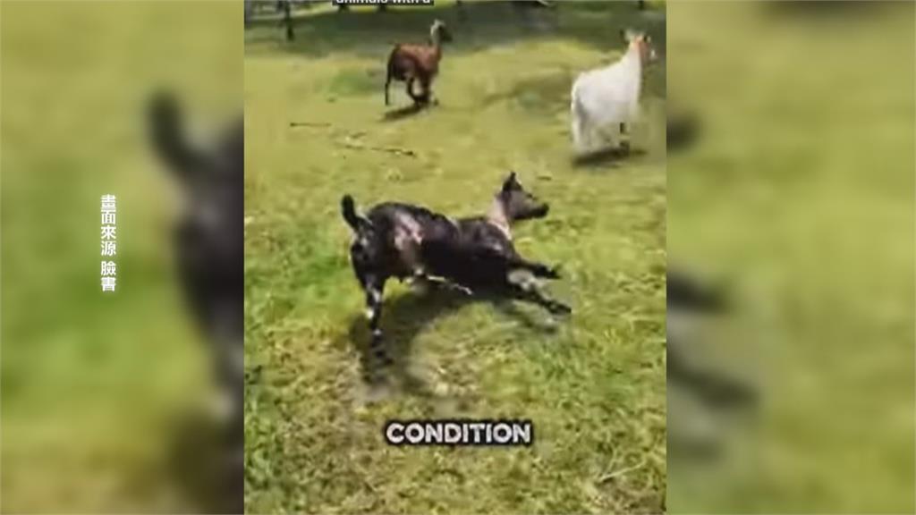 萌！壽山動物園「新朋友」報到　鵜鶘、侏儒羊、兔豚、昏倒羊與民眾相見歡