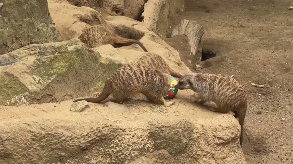 英、德動物園慶祝復活節 提早替動物準備彩蛋