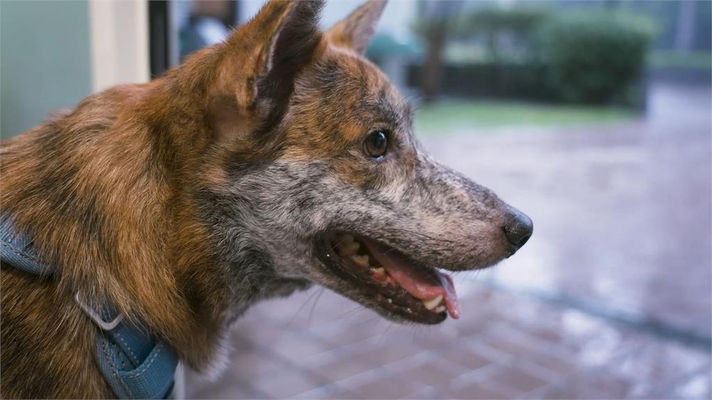 確認過眼神！賴總統認養截肢犬　「賴斑斑」正式入住總統官邸