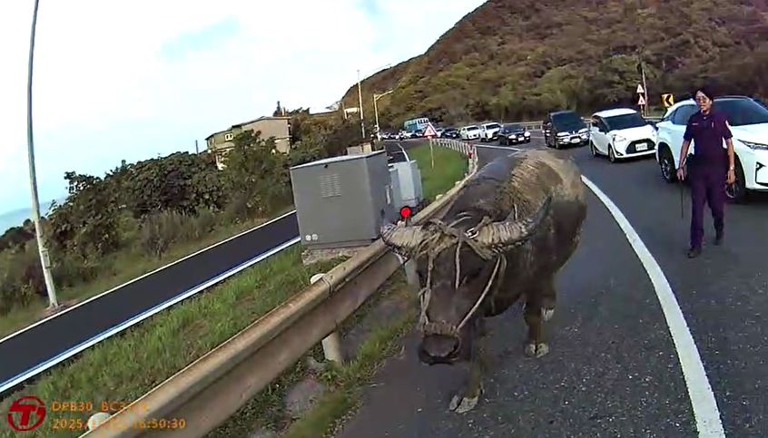 驚！水牛誤闖台2線　車流一度壅塞　警民合作趕到路旁草地