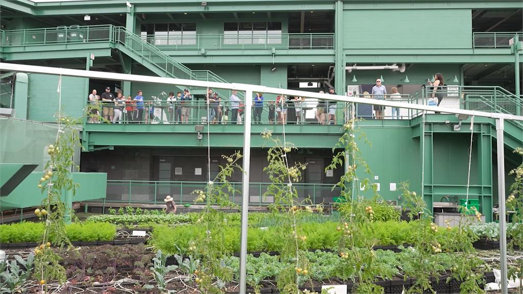 MLB球場上的菜園　「芬威農園」產地直送響應永續發展