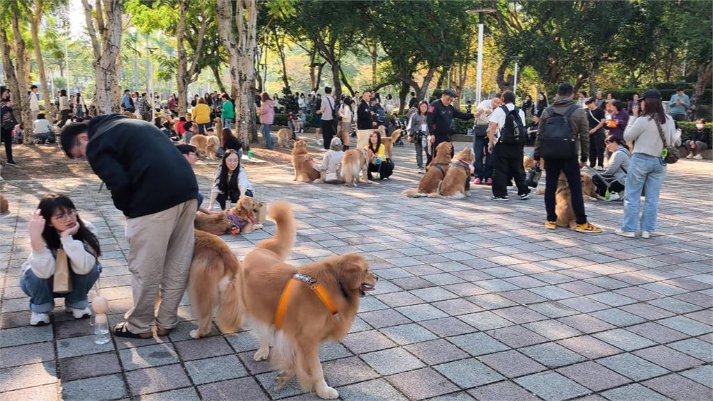 狗派看這邊 黃金大集合! 超過300隻黃金家族齊聚