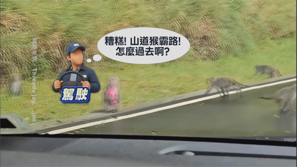 真山道猴子！台18公路「猴抱零食」當路霸　被叭心有不甘讓路了
