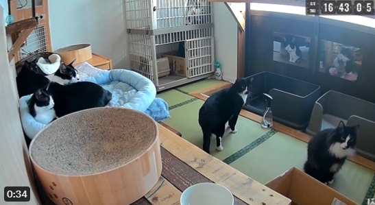 影/日本7.1強震!發生前30秒詭異畫面流出 5喵「齊抬頭定格」嚇到竄逃