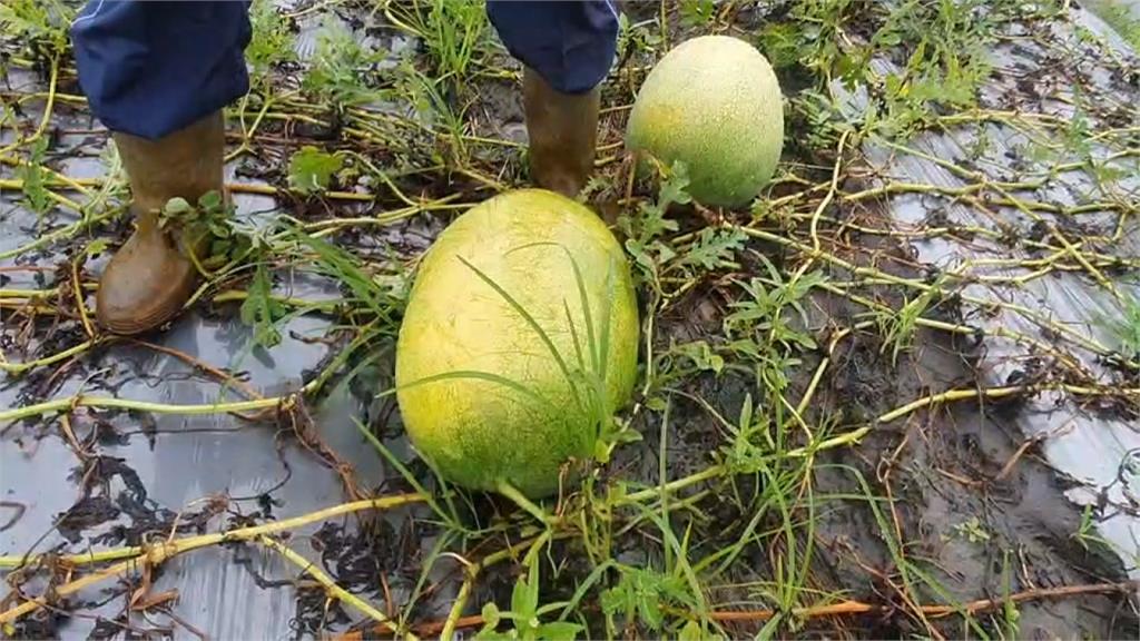 大雨裂果嚴重 林姿妙喊話中央補助瓜農