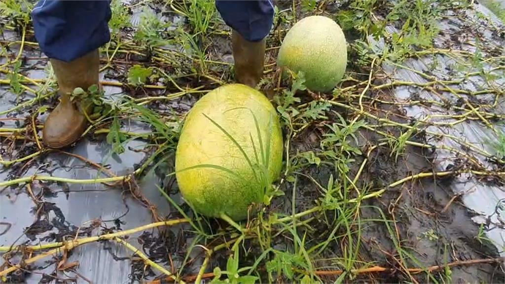 大雨裂果嚴重　林姿妙喊話中央補助瓜農