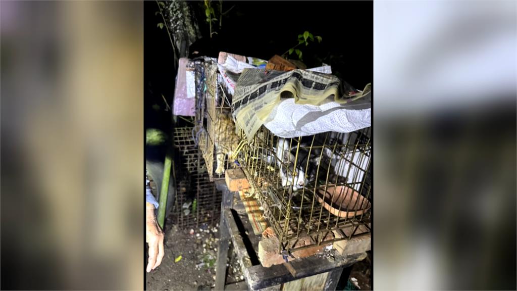 新竹某國中球員拿沖天炮炸貓掀撻伐　3貓被帶回安置！校方被迫出面道歉