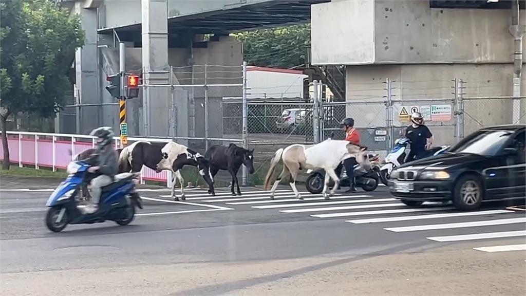「四」馬難追!新竹4匹馬兒逛大街 目擊駕駛傻眼