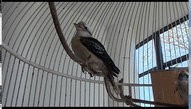 黑羊戰白羊3打1遭控霸凌 動物園澄清:未讓白羊孤立無援