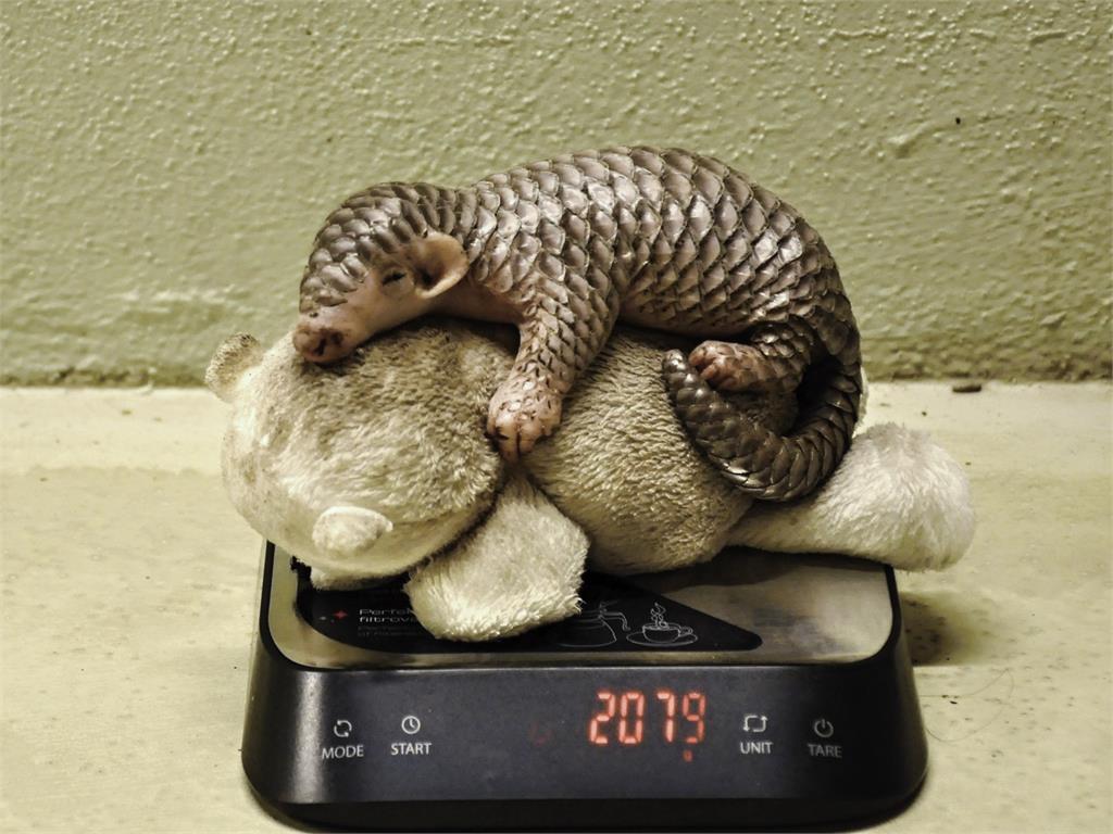 布拉格動物園「穿山甲寶寶」萌樣曝光! 出生後體重下降人工哺育度難關