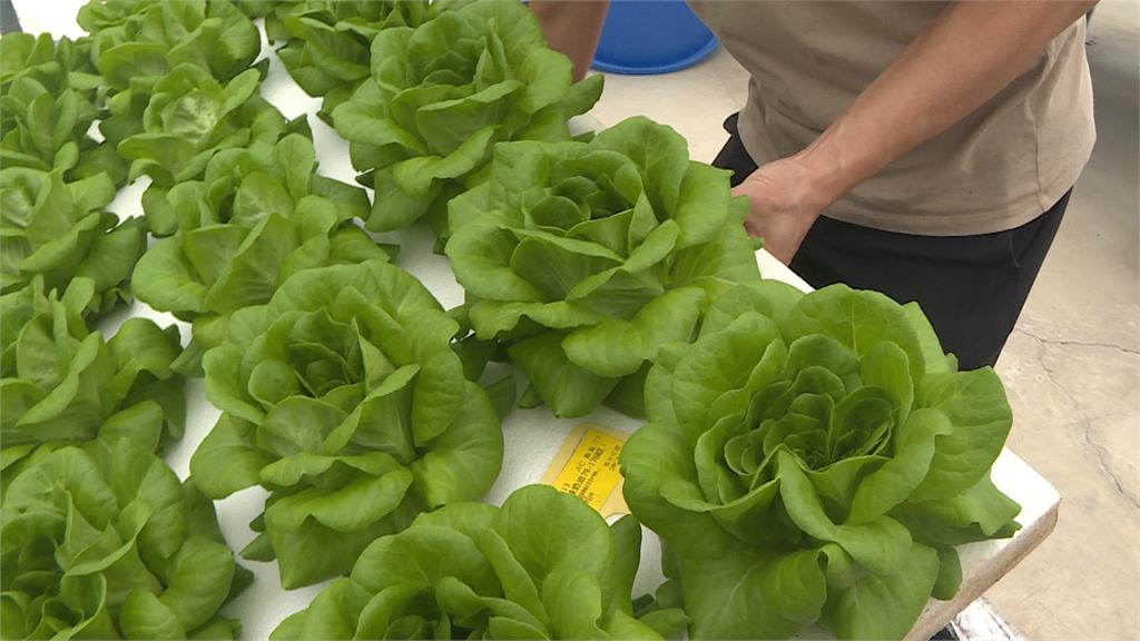 熱搜/製鞋業轉行魚菜共生 艱苦走過疫情打響名號