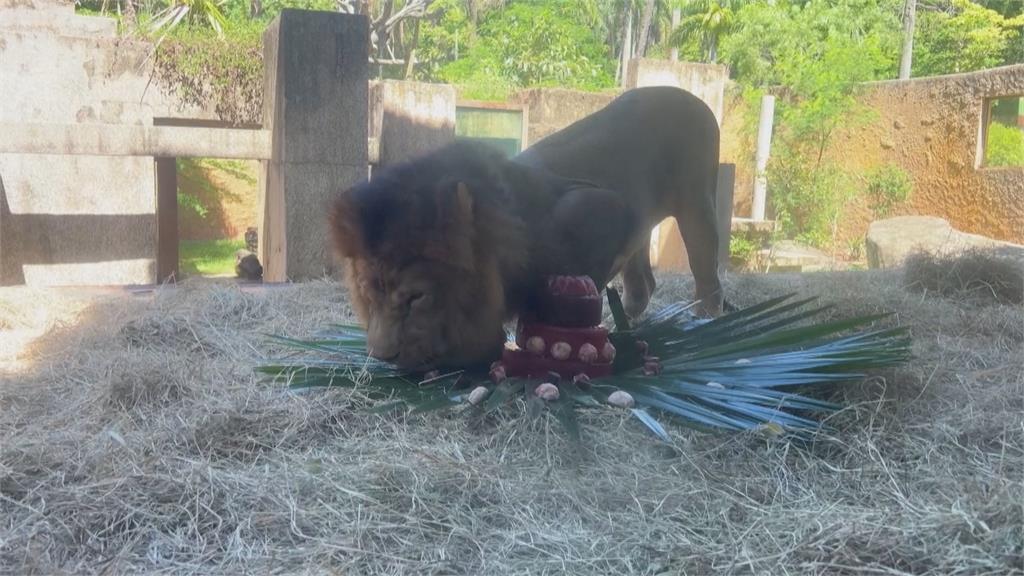 巴西獅子王辛巴滿15歲了　動物園開趴請遊客同歡為「獅瑞」慶生