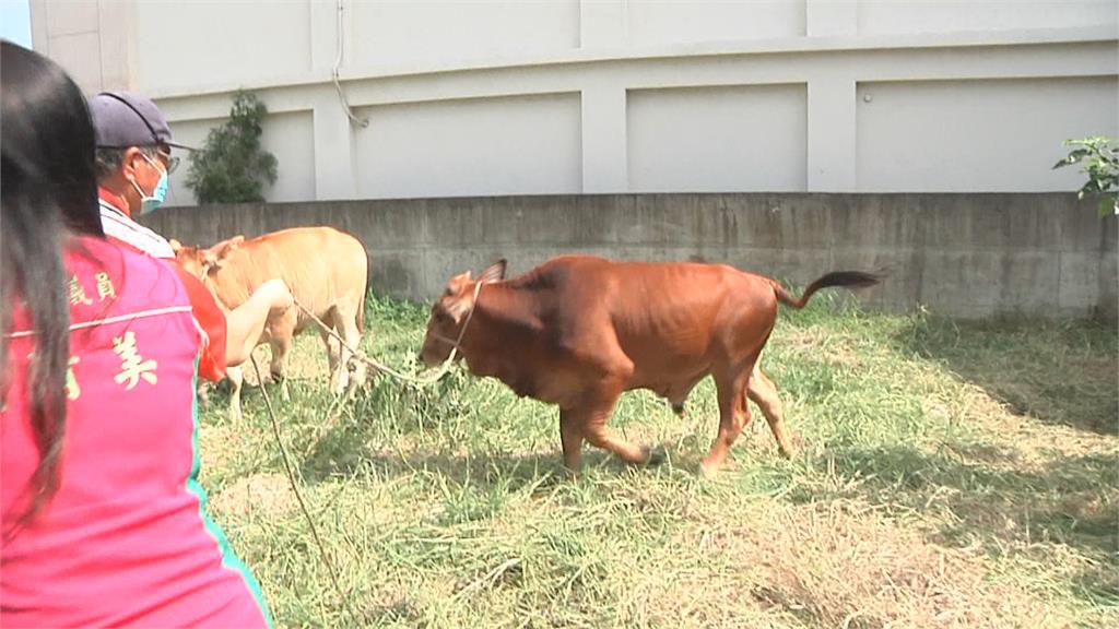 住宅重劃區養兩隻黃牛 牛哞狗吠夜半擾鄰