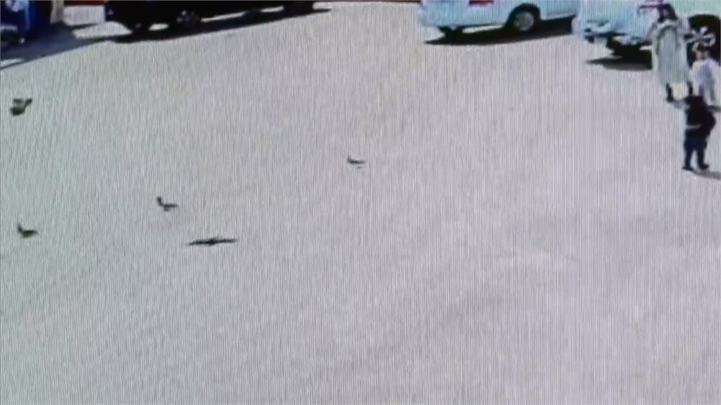 婦人涉餵毒米害24鴿子「當場暴斃」　高雄警調監視器抓人