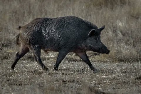 來自阿凡達的生物?加州驚見「藍肉野豬」專家揭原因示警:有毒勿食
