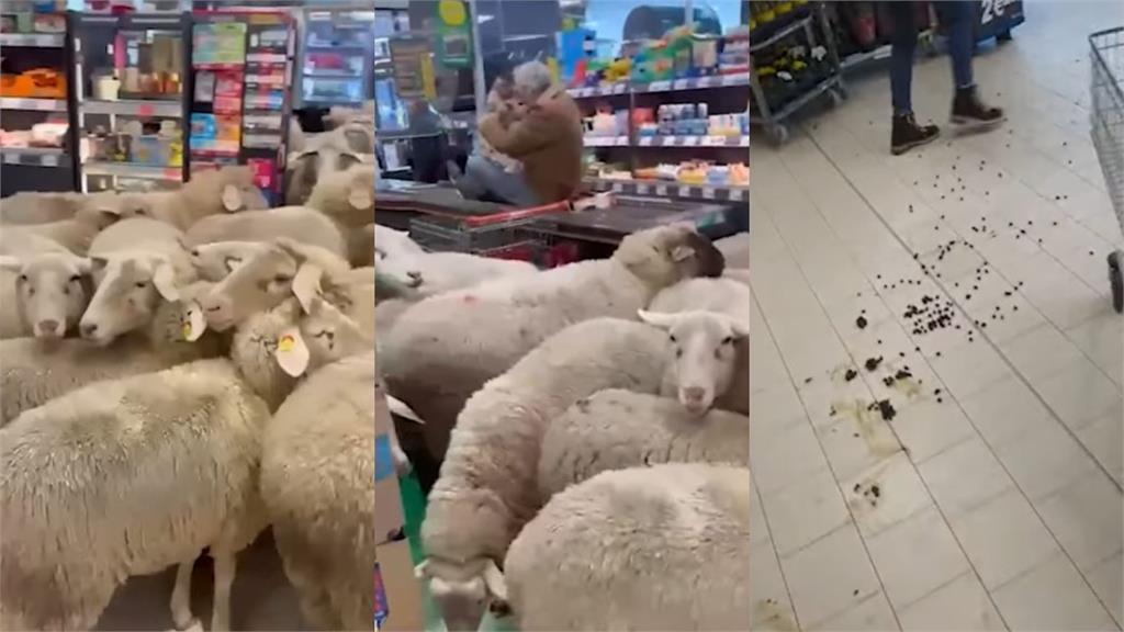 綿羊大軍擠爆超市留下一地混亂！店家：已清潔完畢「不會收取損失賠償」