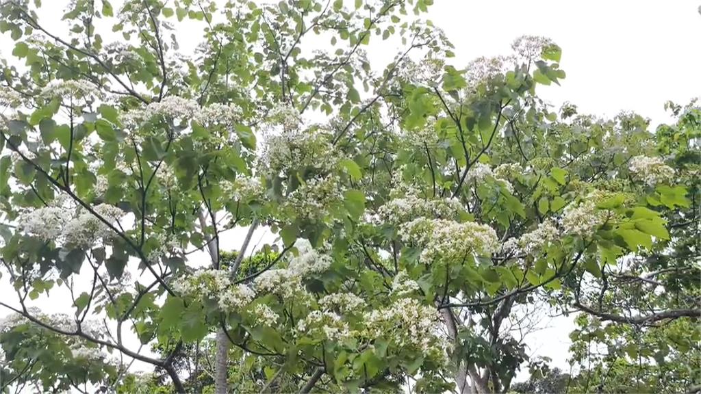 苗栗桐花季開跑 鍾東錦扮土地公發麻糬「黏財」