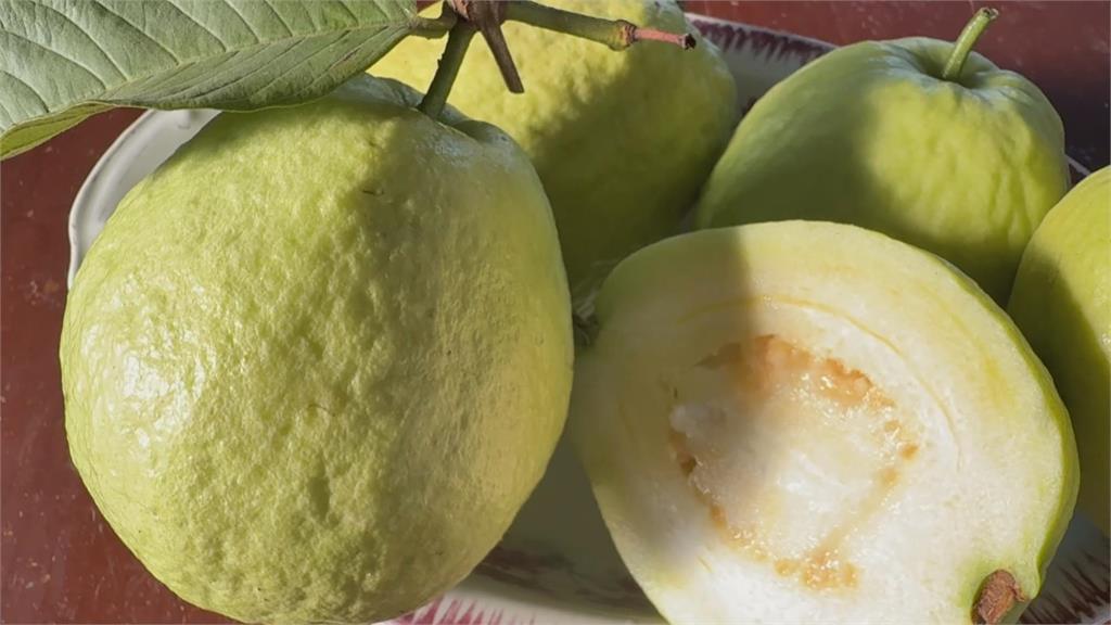 獨家！高雄果農實力大賽　依外觀、口感選出「芭樂冠軍王」