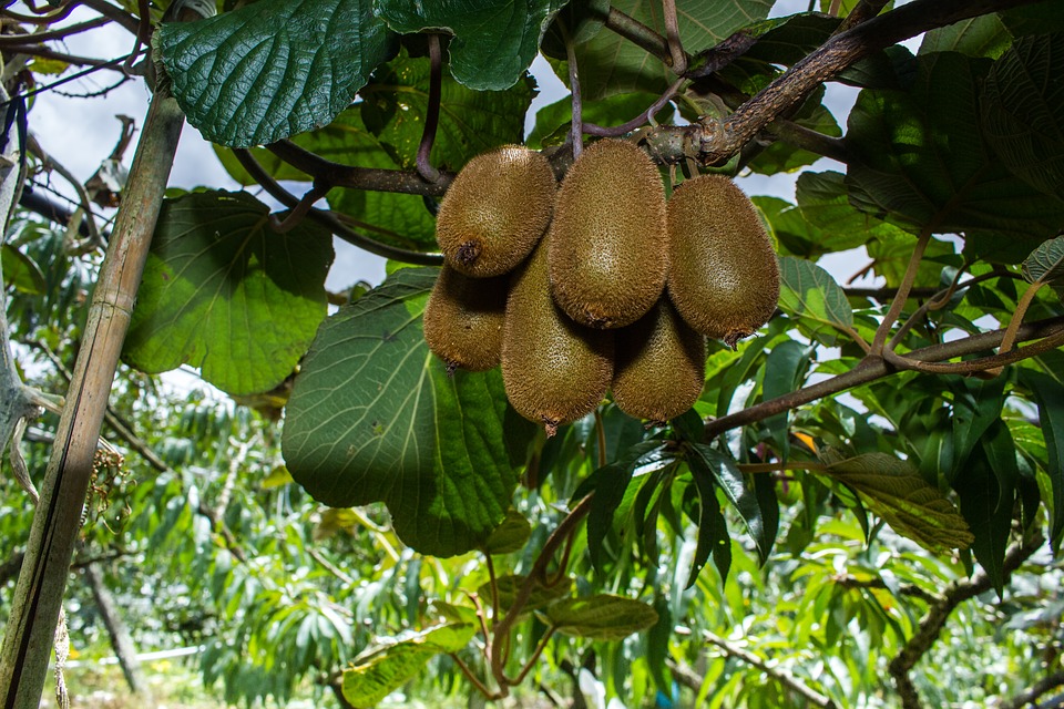 農藥殘留?12種「最髒蔬果」出爐 草莓蟬聯5年冠軍…菠菜、番茄都上榜