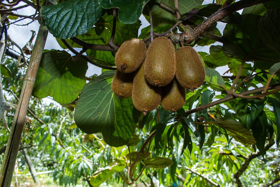 農藥殘留？12種「最髒蔬果」出爐　草莓蟬聯5年冠軍…菠菜、番茄都上榜