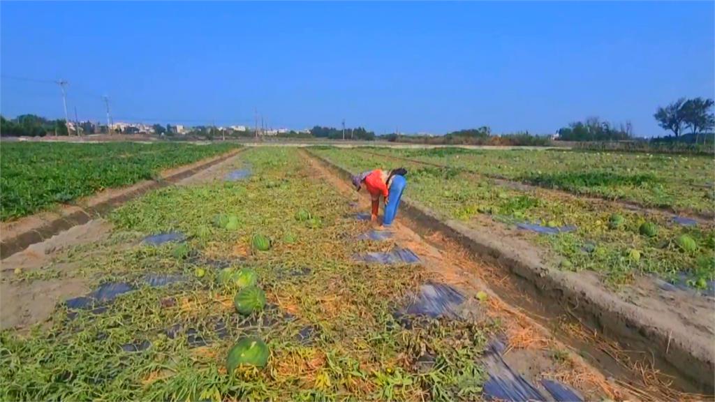 雲林上千顆西瓜慘遭「割藤」 農民損失慘重痛罵沒天理!