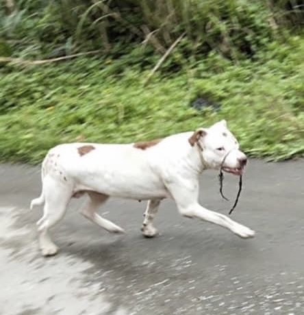 16隻羊疑被鄰居比特犬咬死 飼主心疼小羊「全身是傷」
