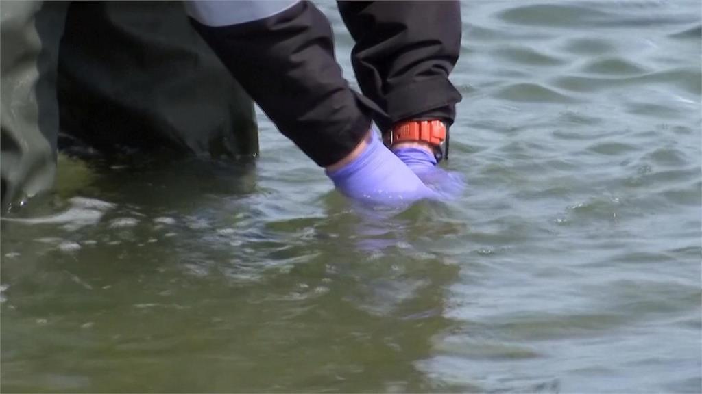 英國沿岸蝦蟹毒品檢驗「陽性」　科學家：魚類出現異狀