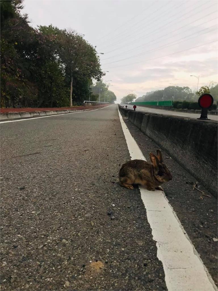 他上班途中驚見灰兔霸占馬路…真面目曝光掀網熱議：台灣也有野生的？