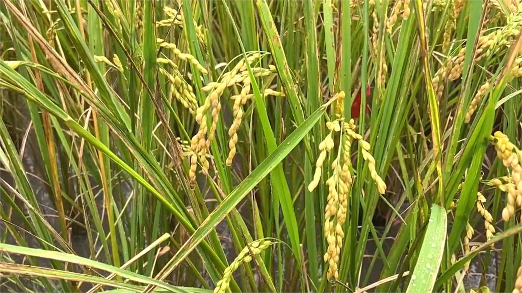 「薇帕」生成!颱風外圍環流風雨恐大 稻農憂:收成量、品質下降