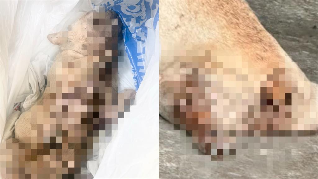 法鬥全身壁蝨慘死！68歲飼主爆曾嗆「渴死最好」到案竟喊冤：忘記狗在外面
