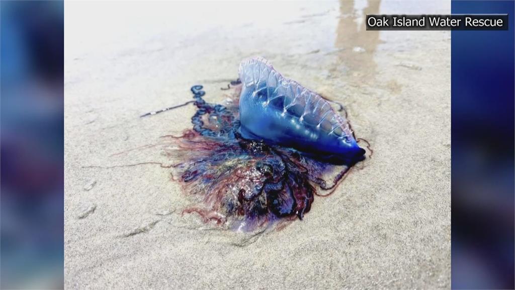 美國北卡州海灘冒大量毒水母　戲水民眾遭螫傷
