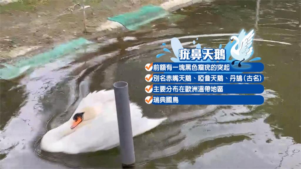 醜小鴨變天鵝 台灣首例土生土長疣鼻天鵝
